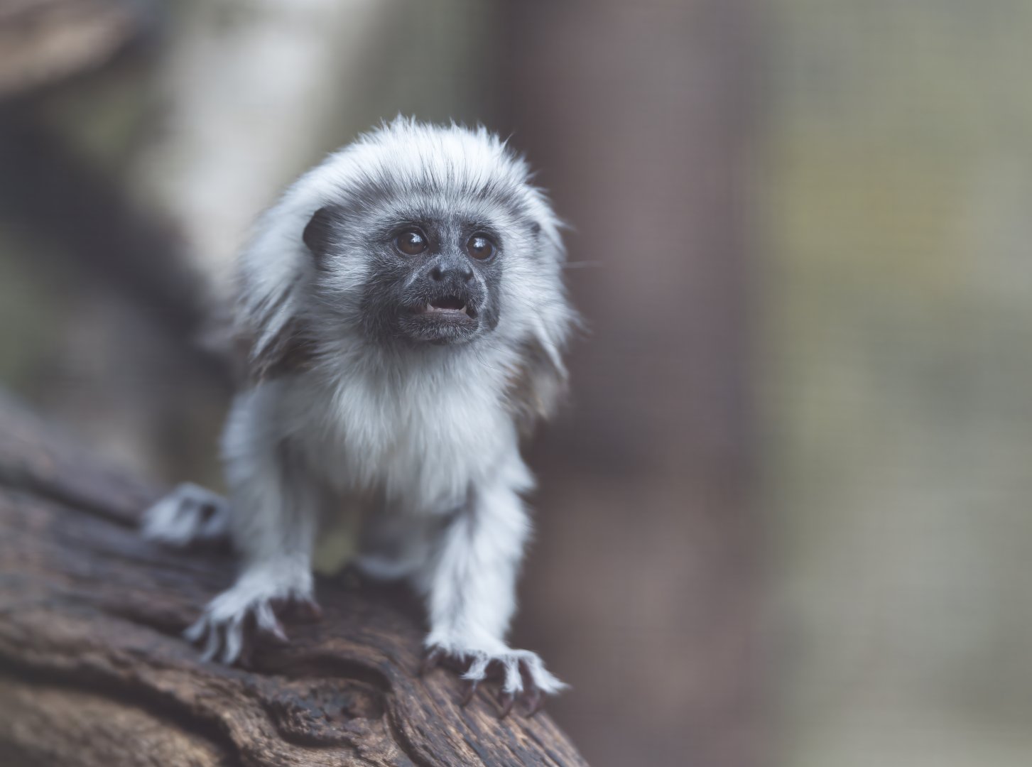 Juvenile Cotton Top Tamarin, CWP, UK
