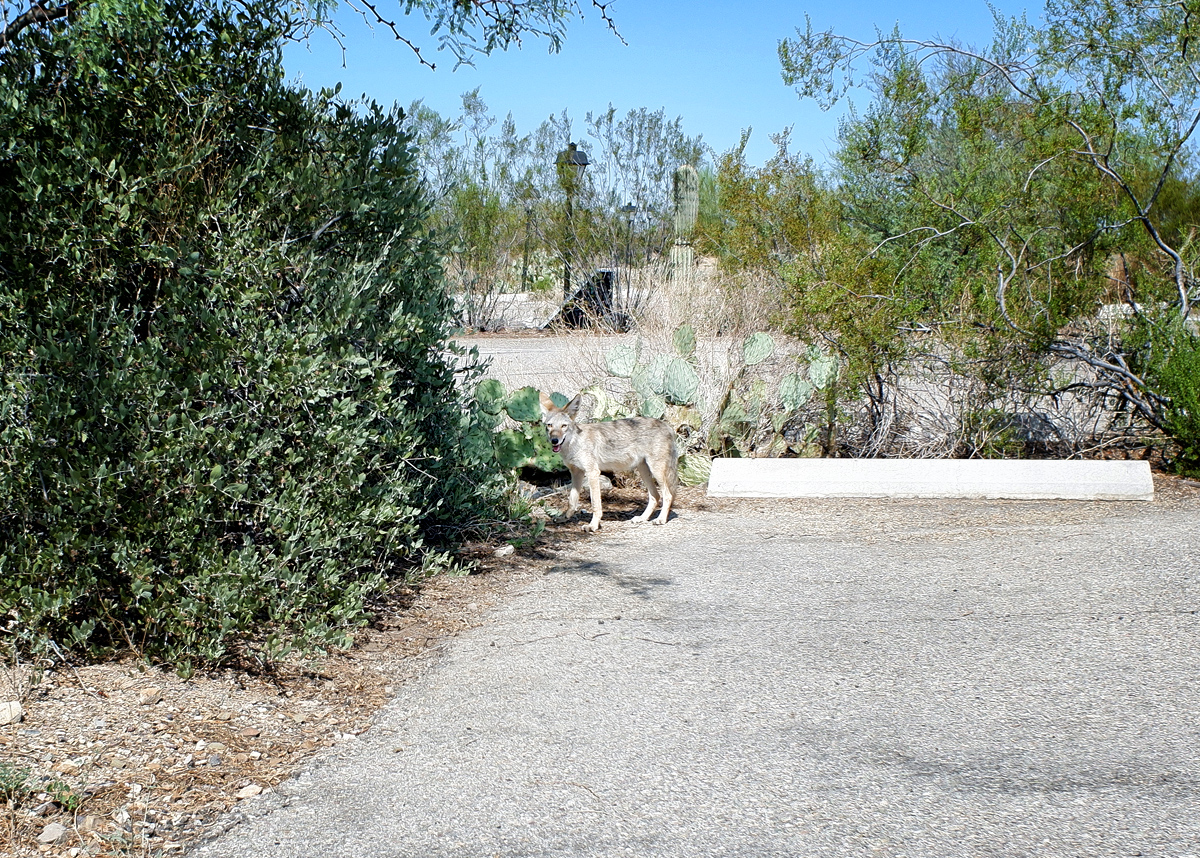 juvenile coyote in parking lot