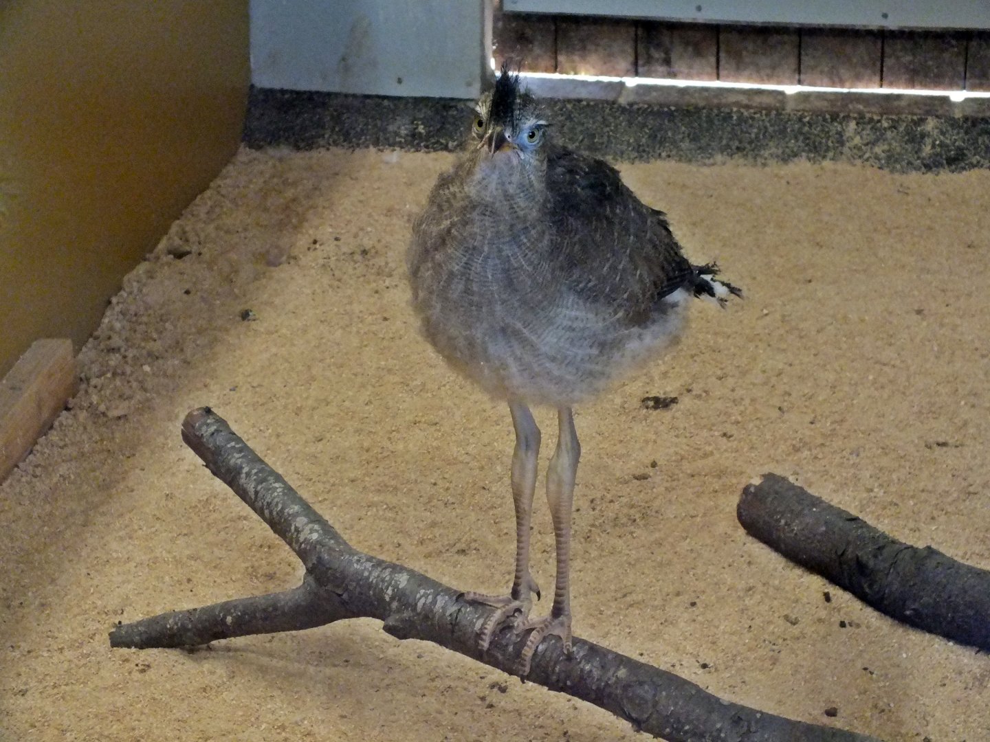 Juvenile crested seriema (2 months old)