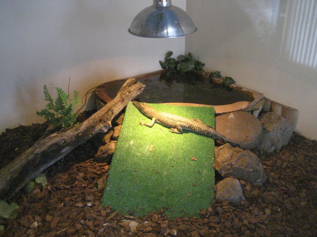 Juvenile Crocodile exhibit