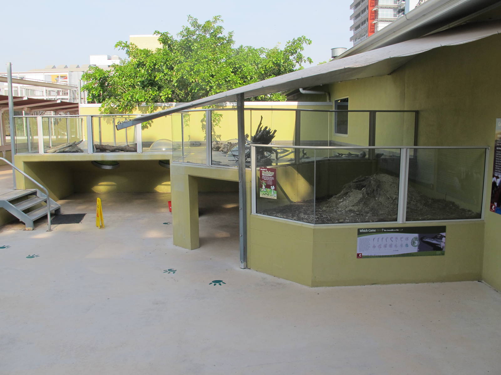 Juvenile Crocodiles - Crocosaurus Cove