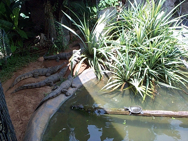 juvenile crocs with terrapins