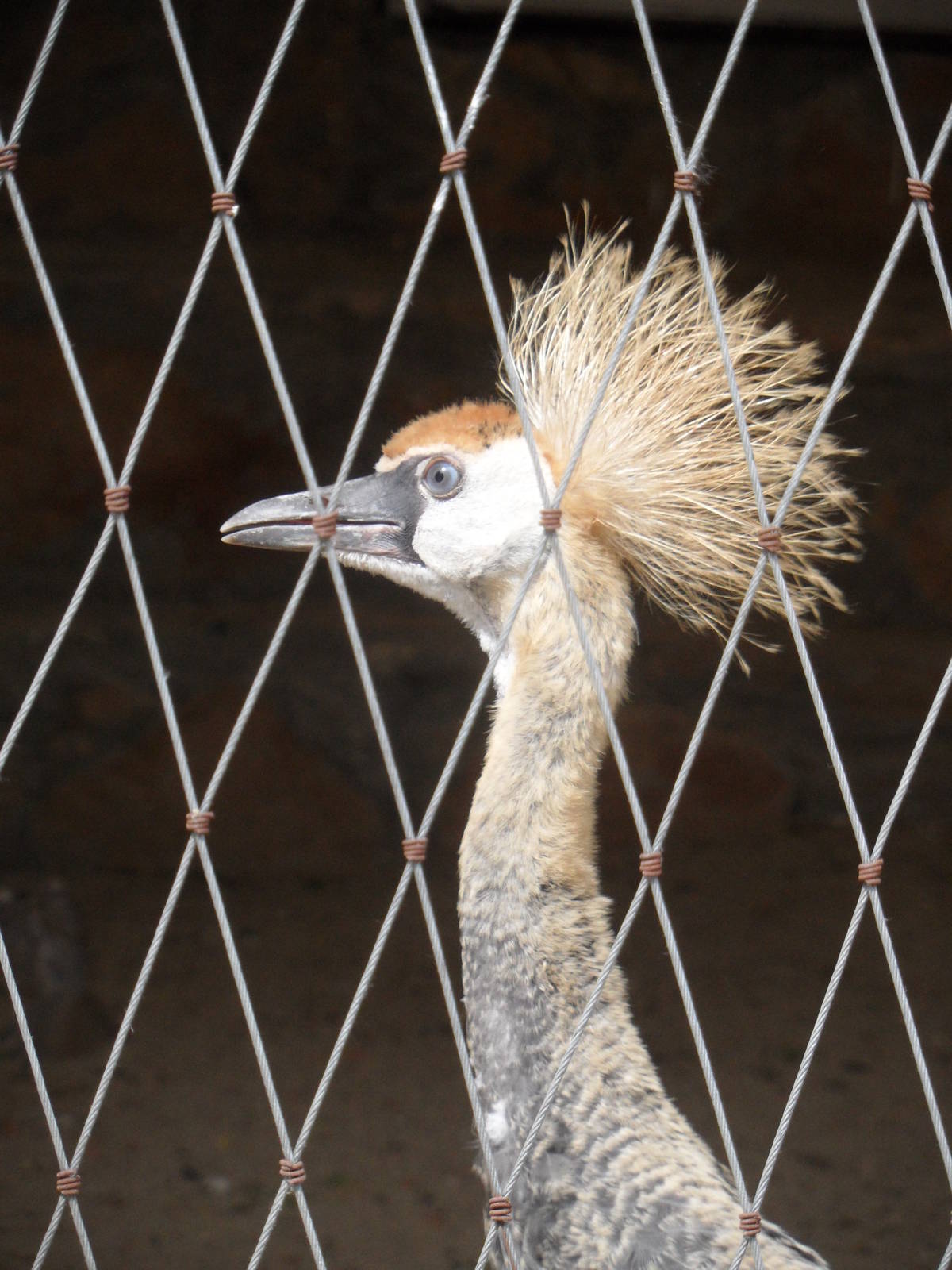 Juvenile crowned crane