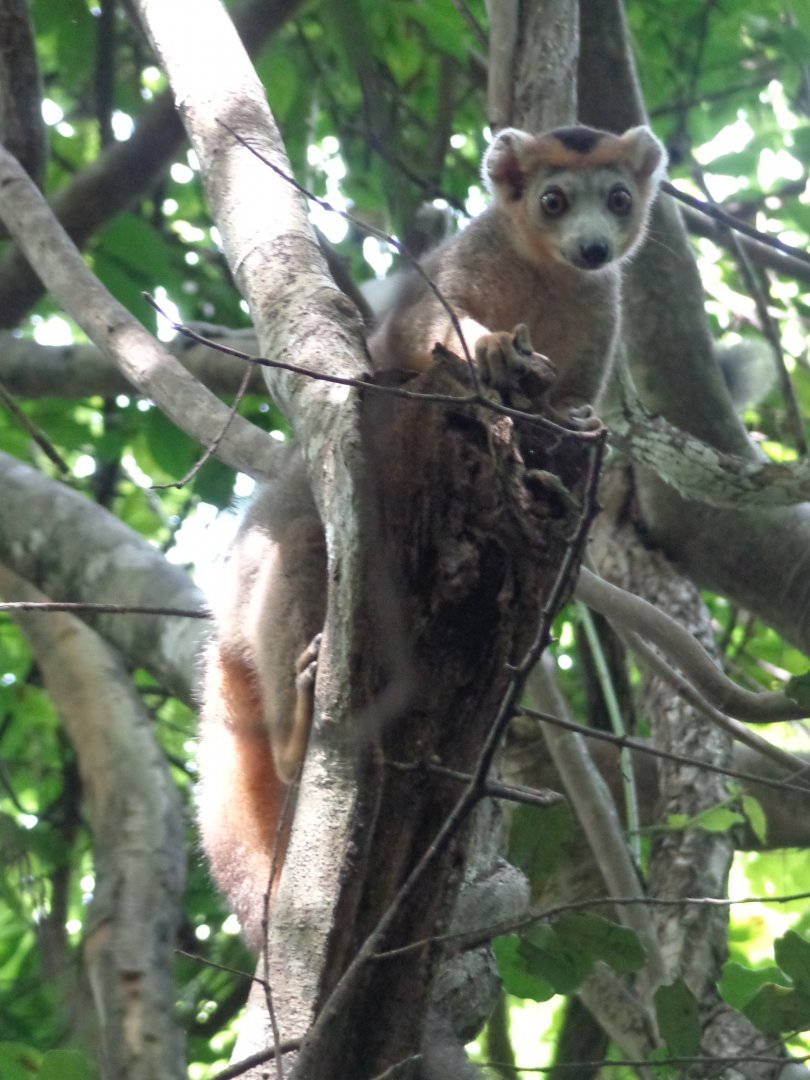 Juvenile Crowned Lemur