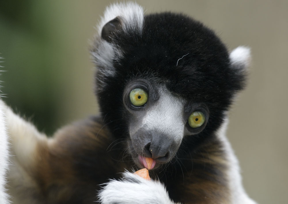 Juvenile crowned sifaka 'Yousstwo'