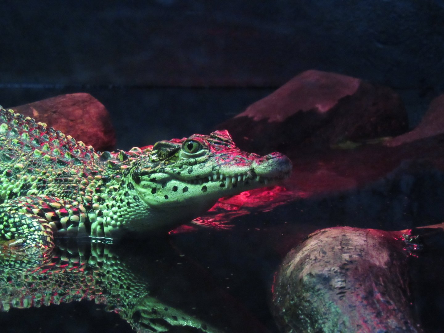 Juvenile Cuban Crocodile