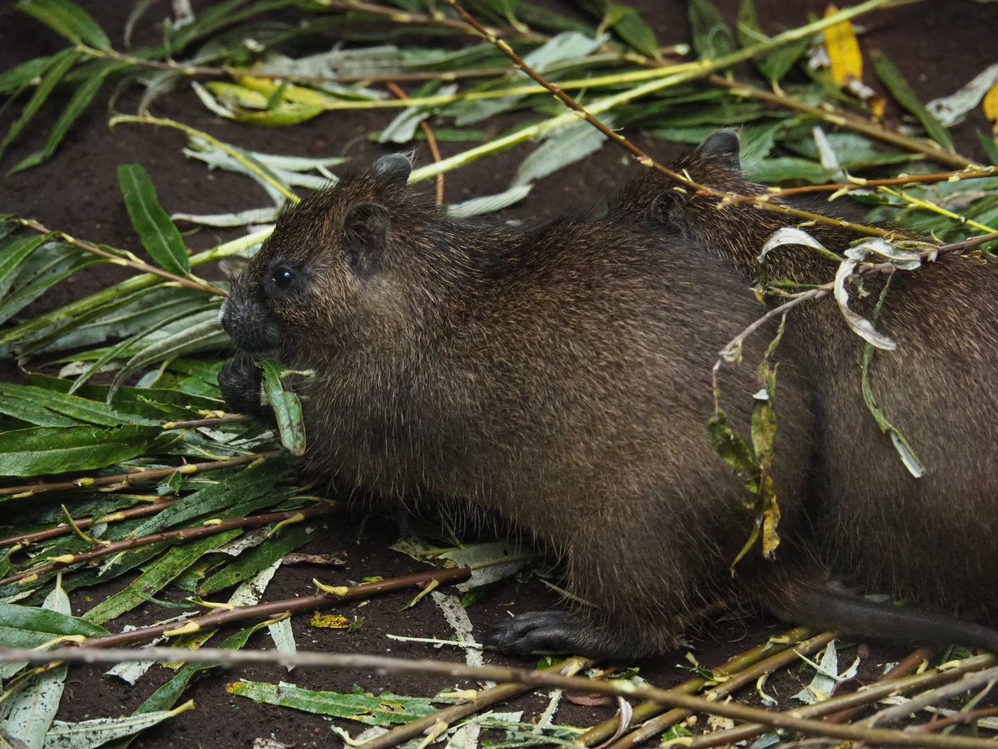 Juvenile Cuban or Desmarest's hutia (Capromys pilorides), Nov 10th, 2018