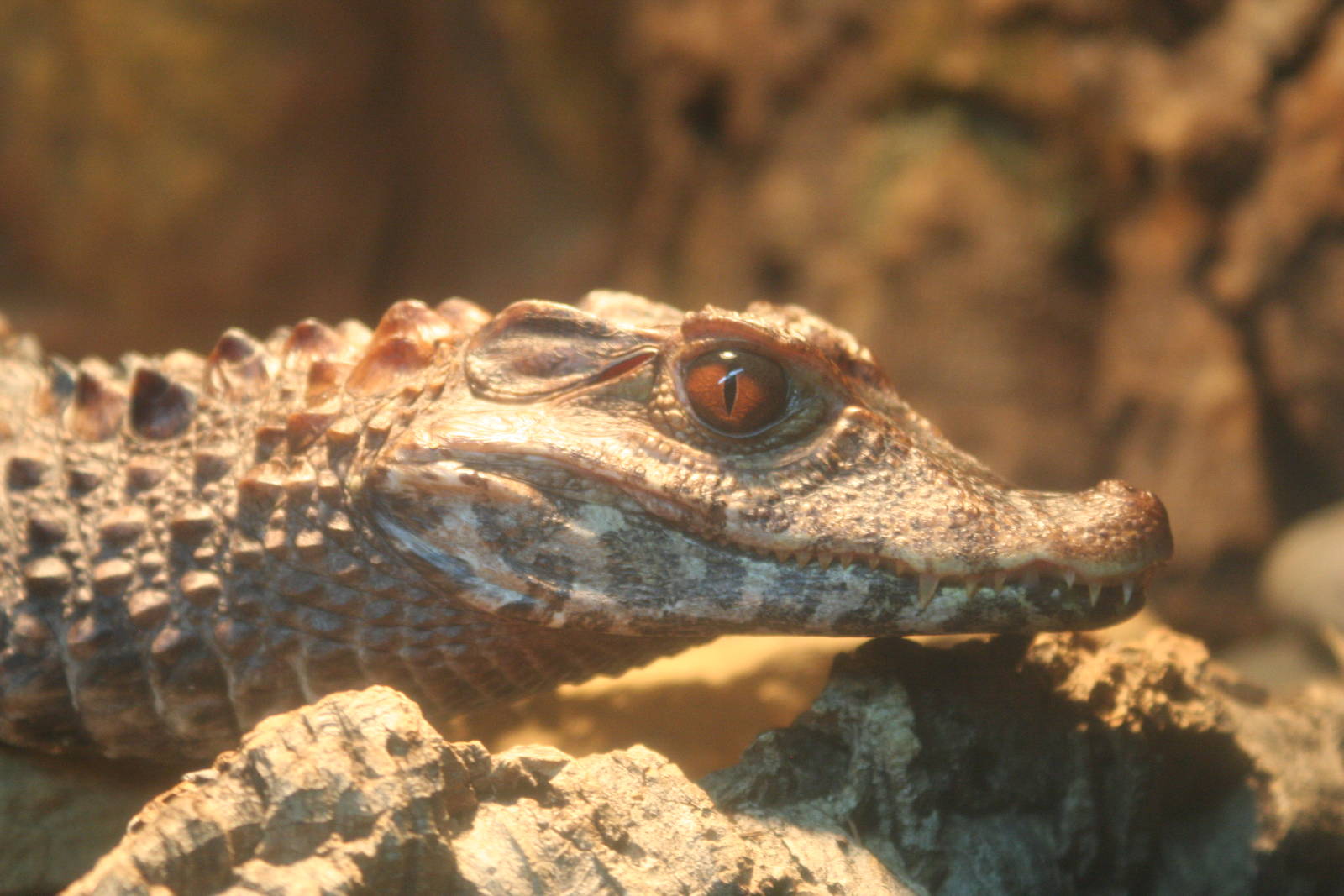 juvenile Cuvier's Dwarf Caiman @ Deep Sea World 15.10.2014