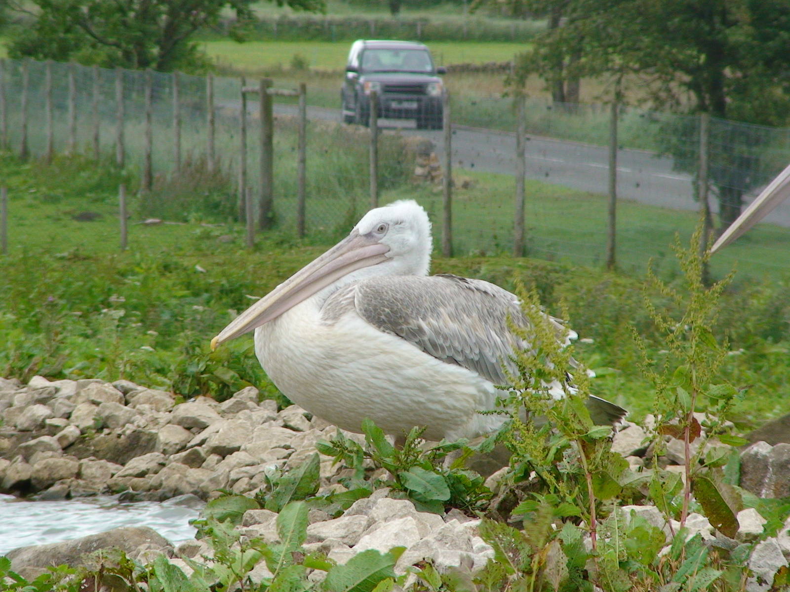Juvenile Dalmatian pelican (Pelecanus crispus)