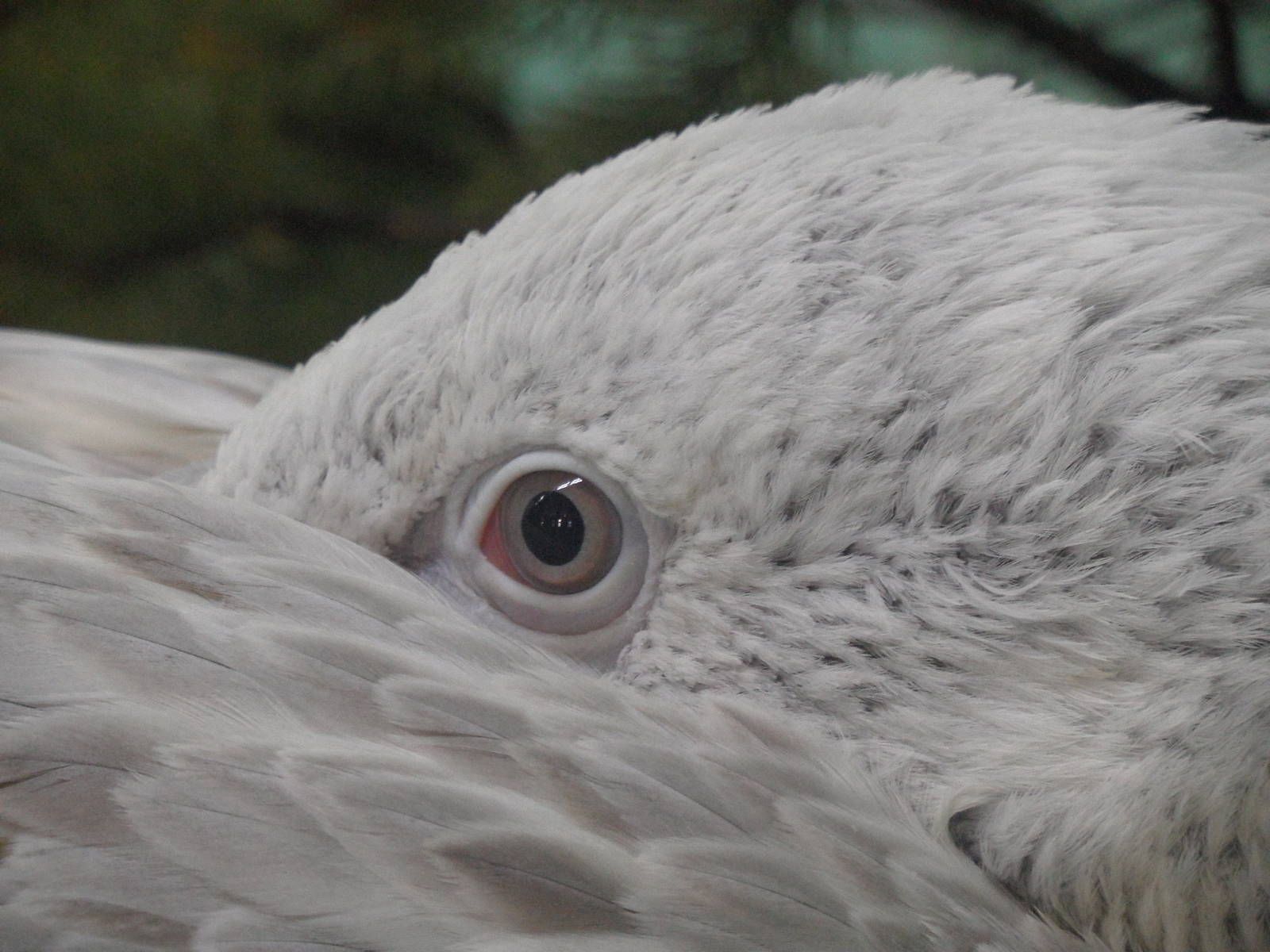 Juvenile Dalmatian pelican