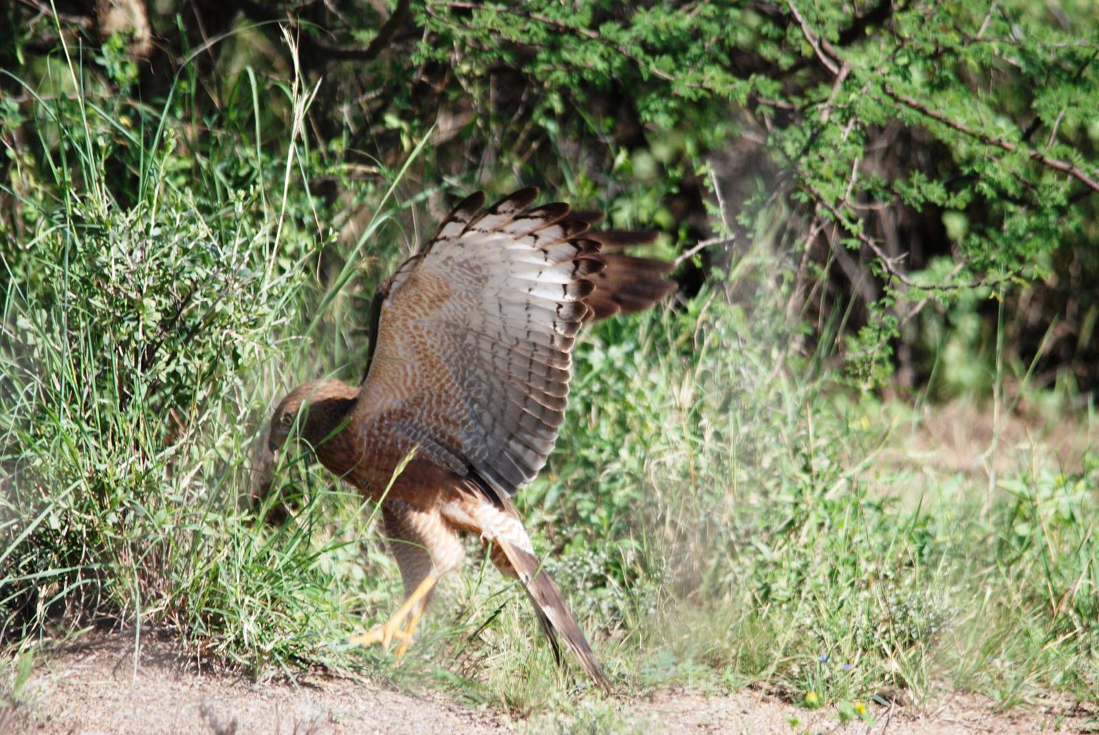 Juvenile Dark Chanting Goshawk Hunting Prey in Awash NP, 12/10/14