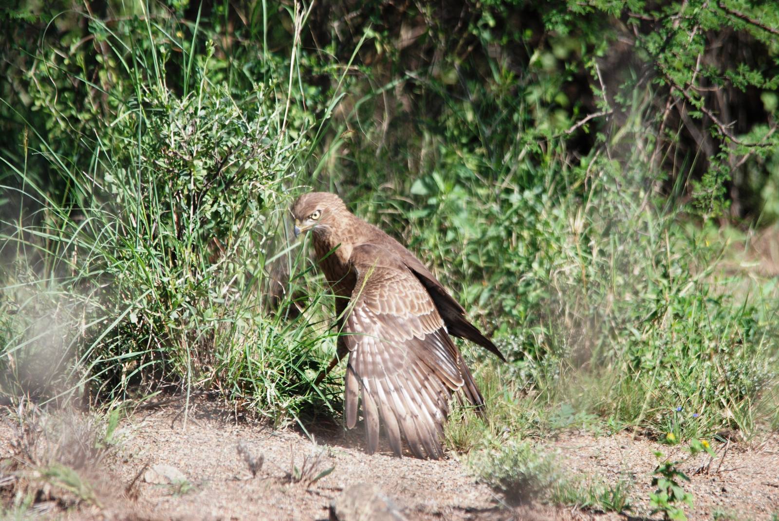 Juvenile Dark Chanting Goshawk Mantling Prey in Awash NP, 12/10/14