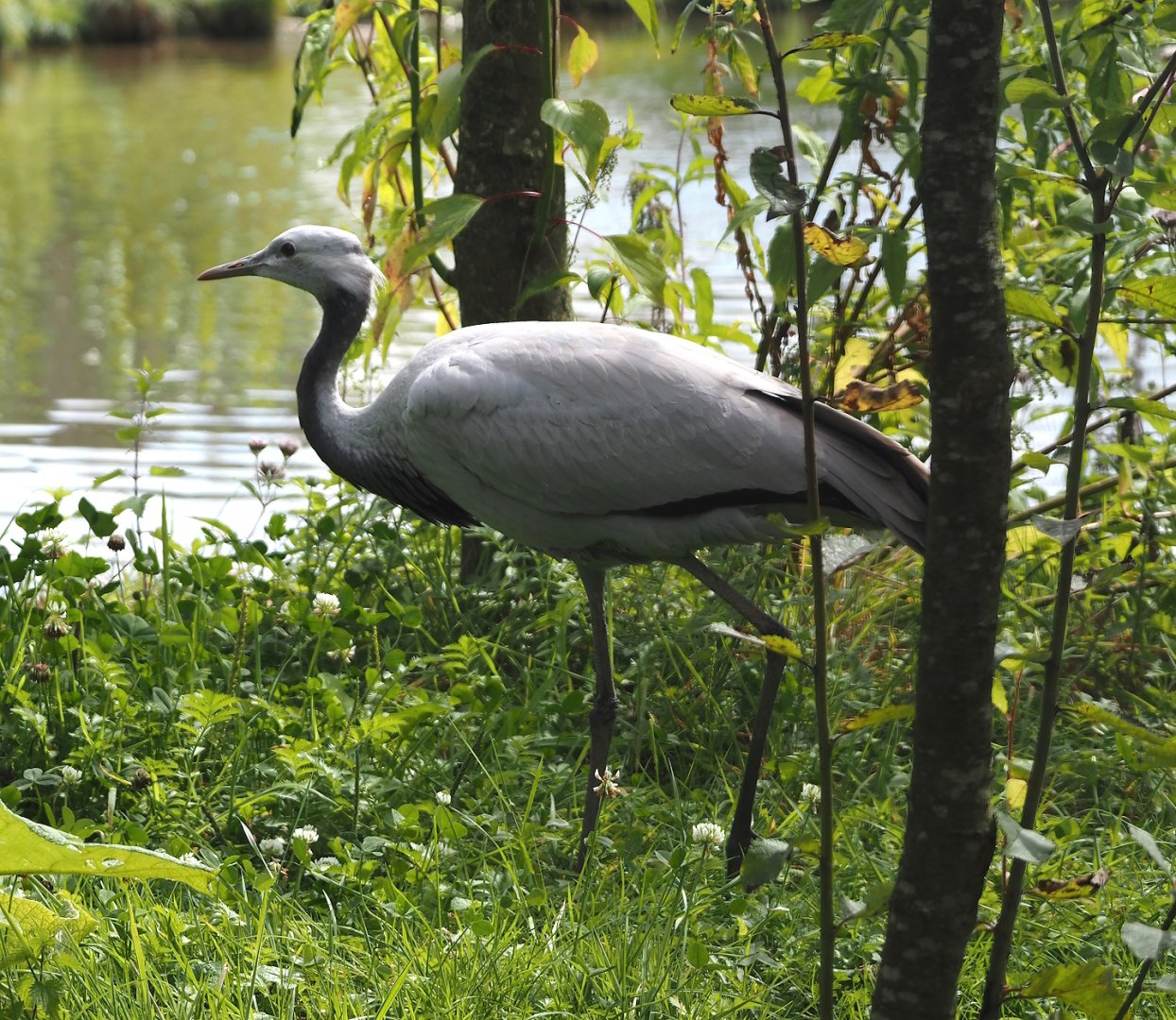 Juvenile Demoiselle crane (Anthropoides virgo), 2024-08-21