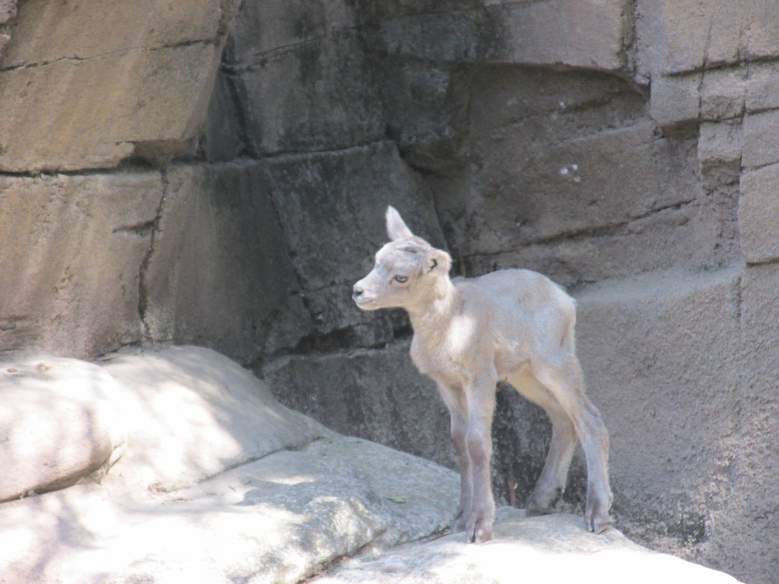 juvenile desert bighorn sheep chapultepec zoo