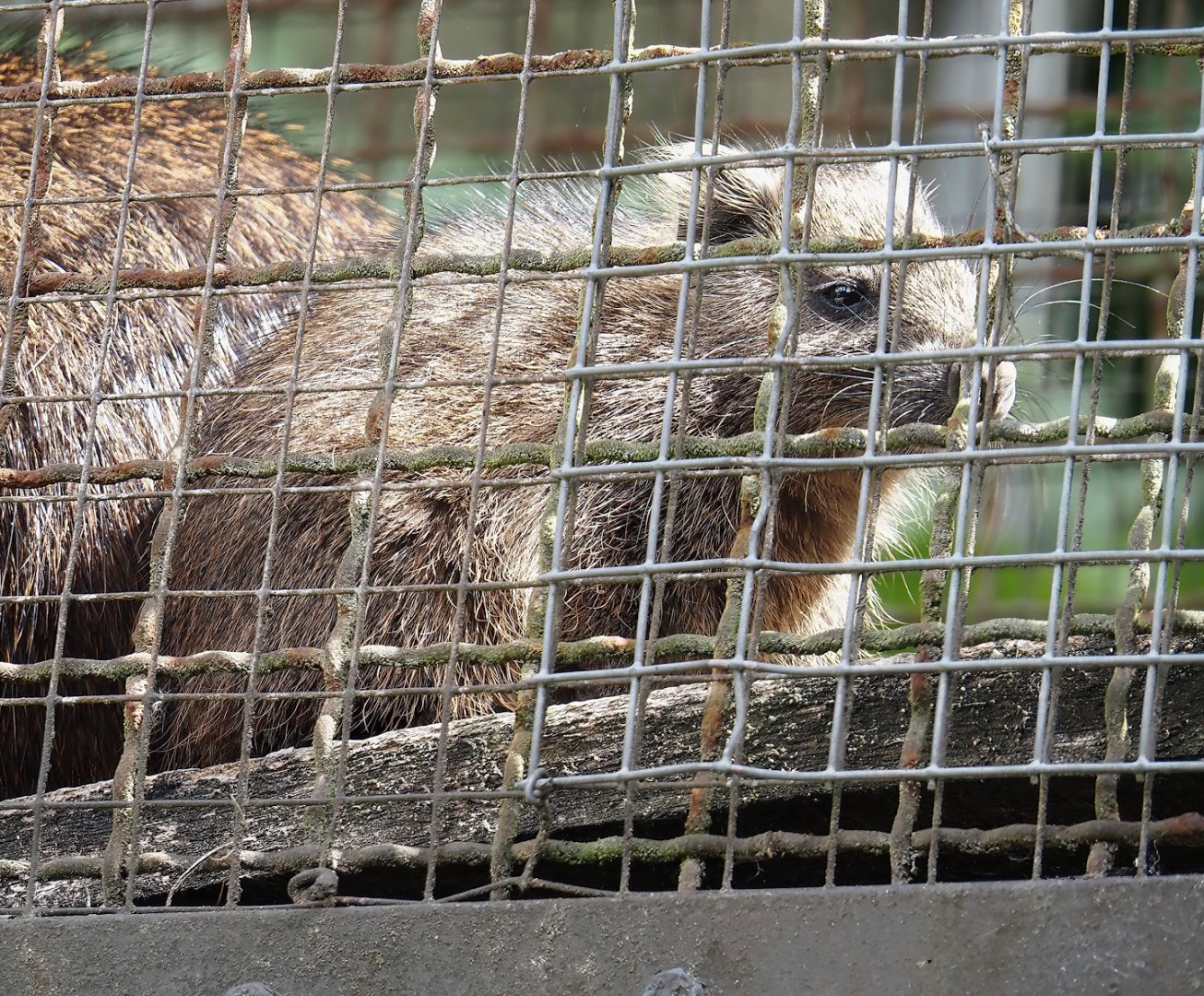 Juvenile Desmarest's hutia (Capromys pilorides), 2025-05-22