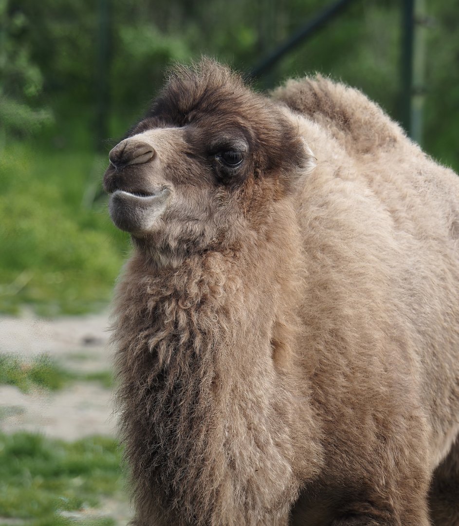 Juvenile Domestic Bactrian camel (Camelus bactrianus), 2024-04-14