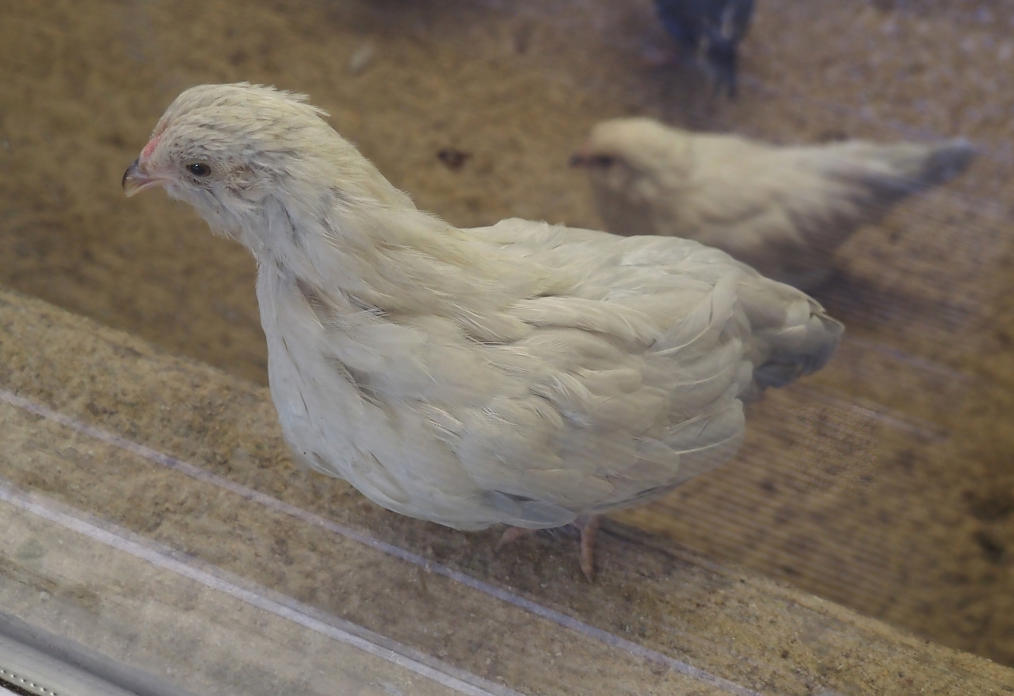 Juvenile domestic chicken (Gallus domesticus), 2024-05-21