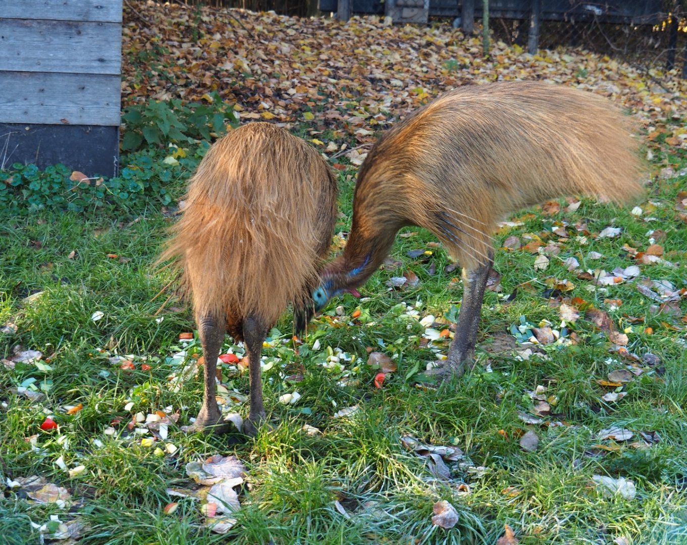 Juvenile double-wattled cassowaries (Casuarius casuarius) feeding (Nov 18th, 2018)
