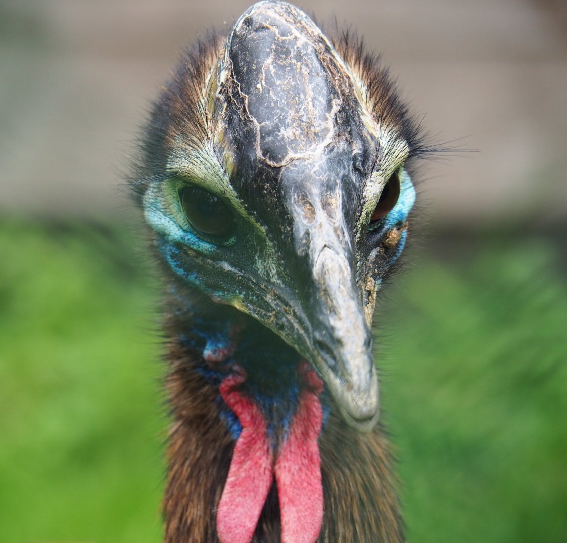 Juvenile Double-wattled cassowary (Casuarius casuarius), 2019-06-26