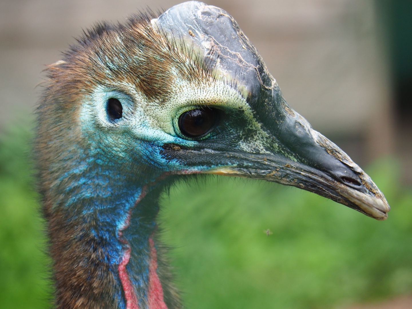 Juvenile Double-wattled cassowary (Casuarius casuarius), 2019-06-26