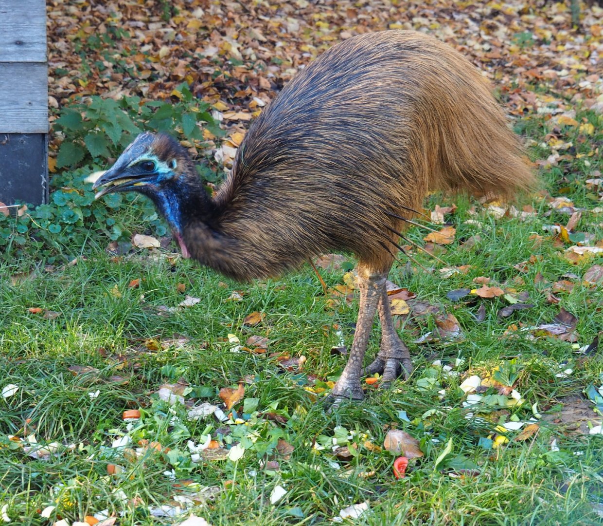 Juvenile double-wattled cassowary (Casuarius casuarius) feeding (Nov 18th, 2018)