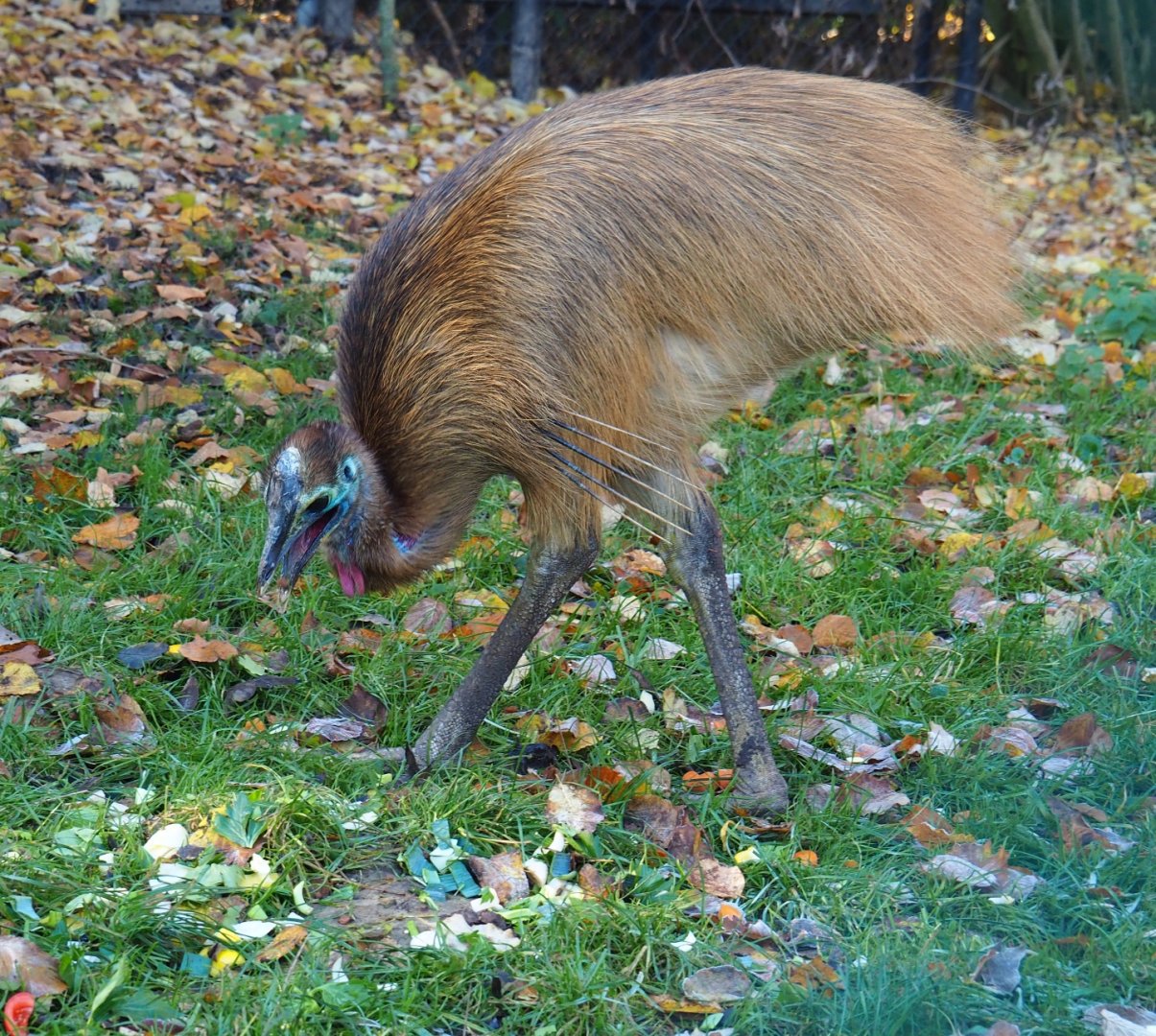 Juvenile double-wattled cassowary (Casuarius casuarius) feeding (Nov 18th, 2018)
