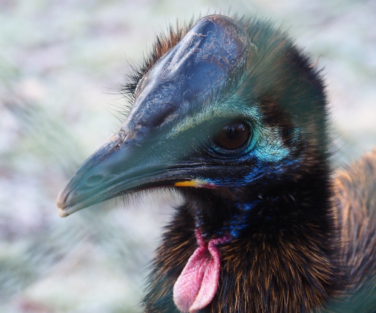 Juvenile double-wattled cassowary (Casuarius casuarius), Jan 20th, 2019