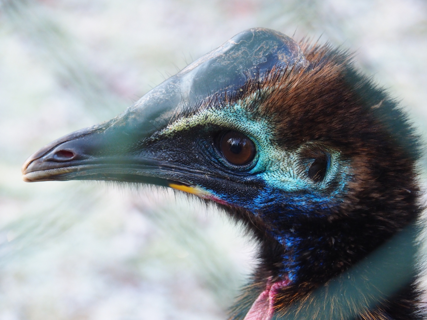 Juvenile Double-wattled cassowary (Casuarius casuarius), Jan 20th, 2019