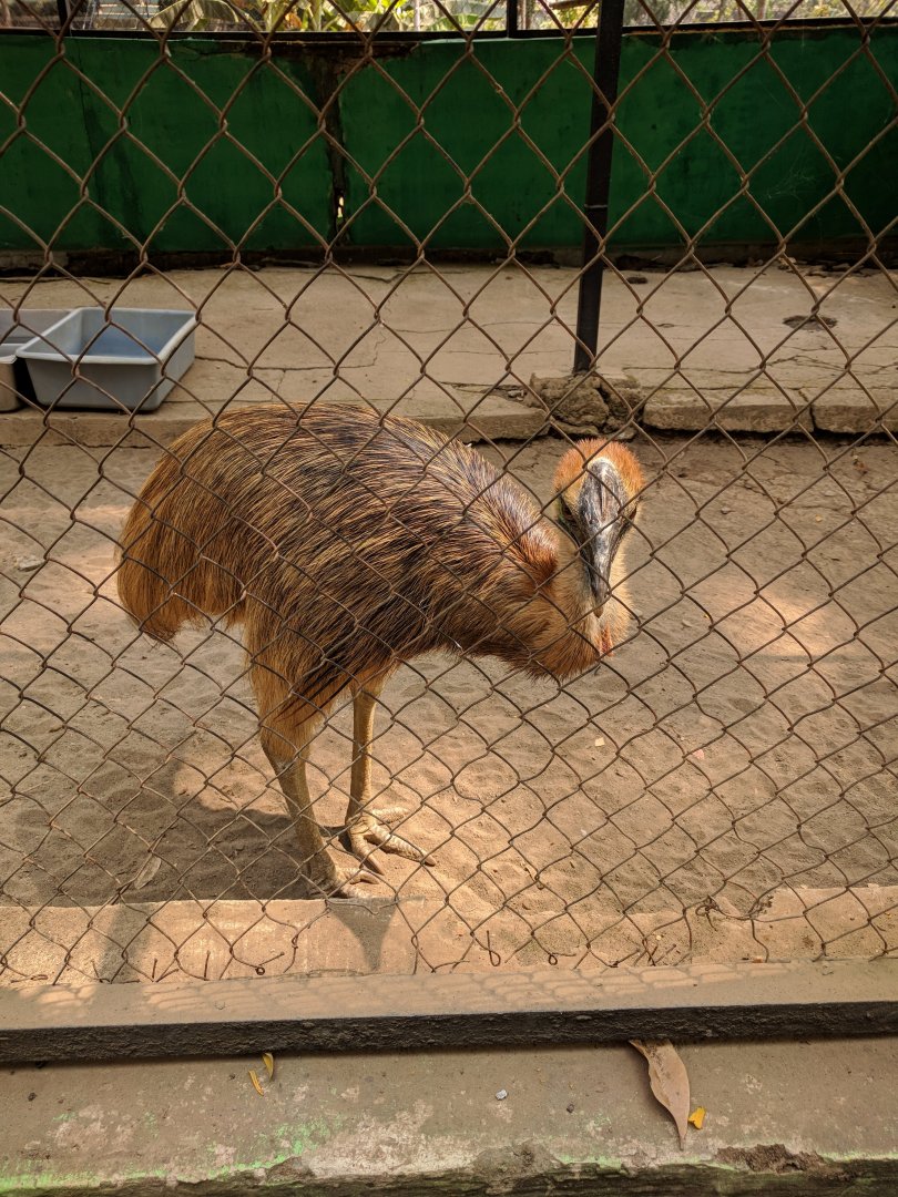 Juvenile Double-wattled Cassowary (Casuarius casuarius) - Taru Jurug Zoo