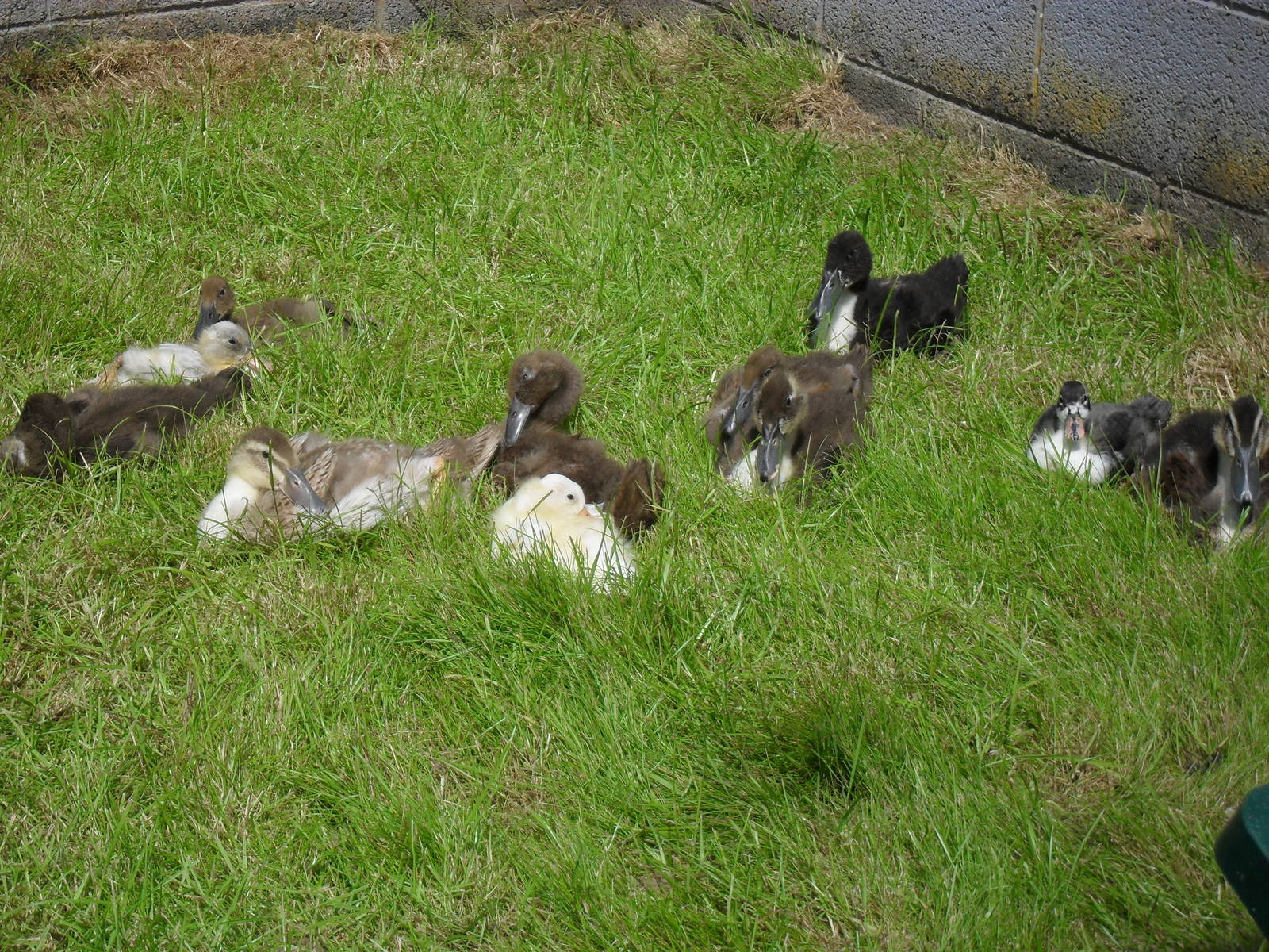 Juvenile Ducks