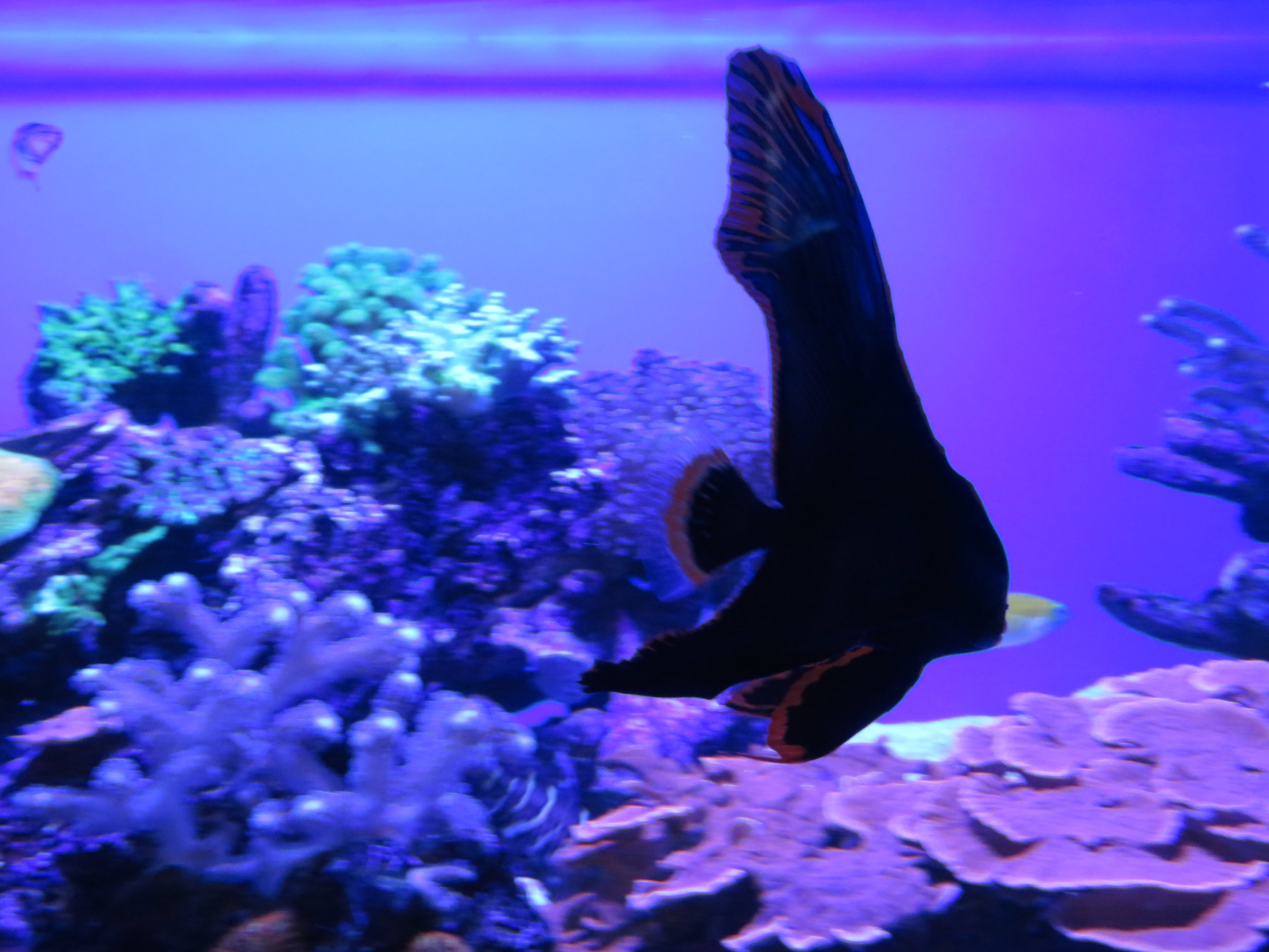 Juvenile Dusky Batfish
