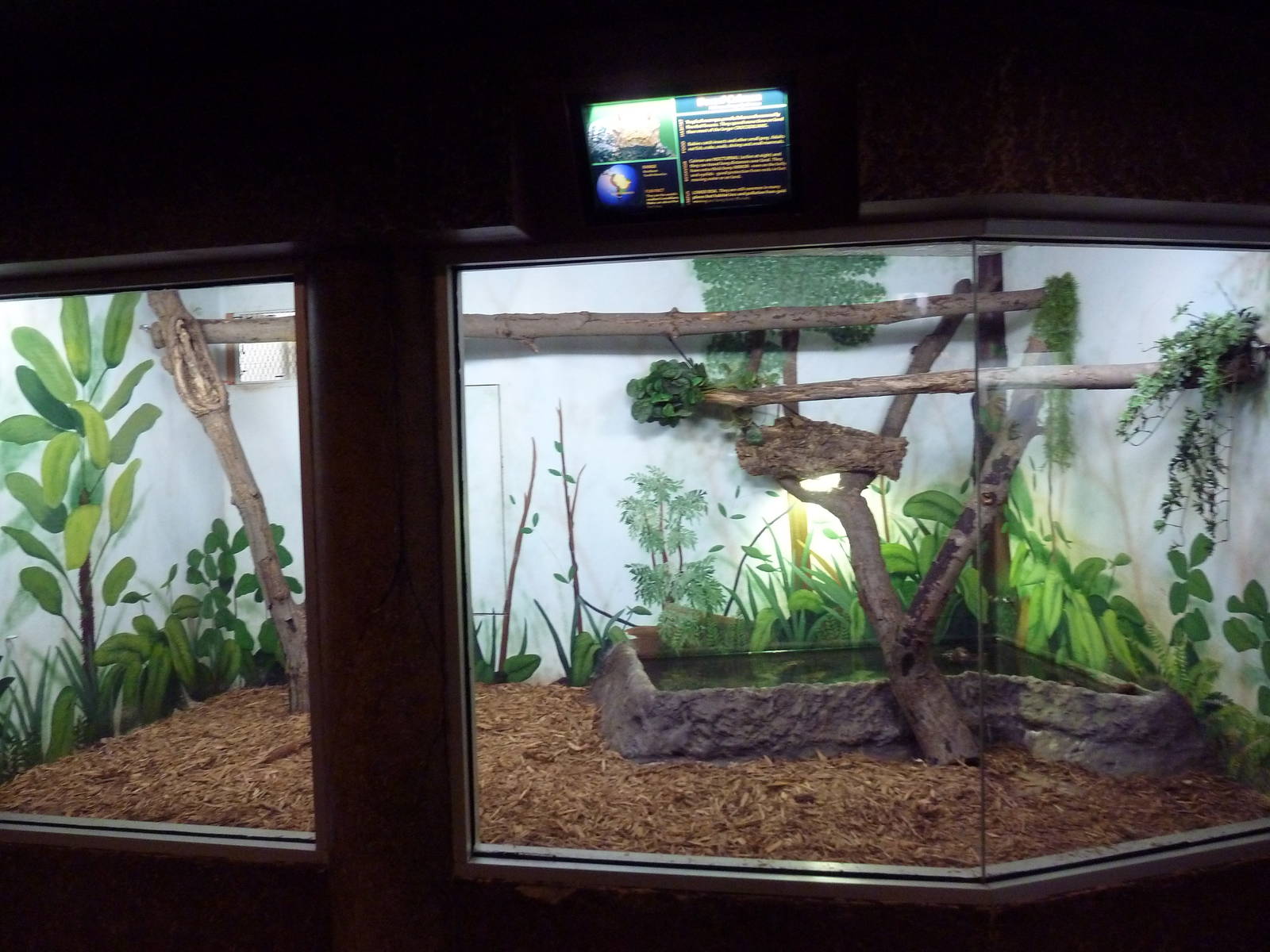 Juvenile Dwarf Caiman Exhibit