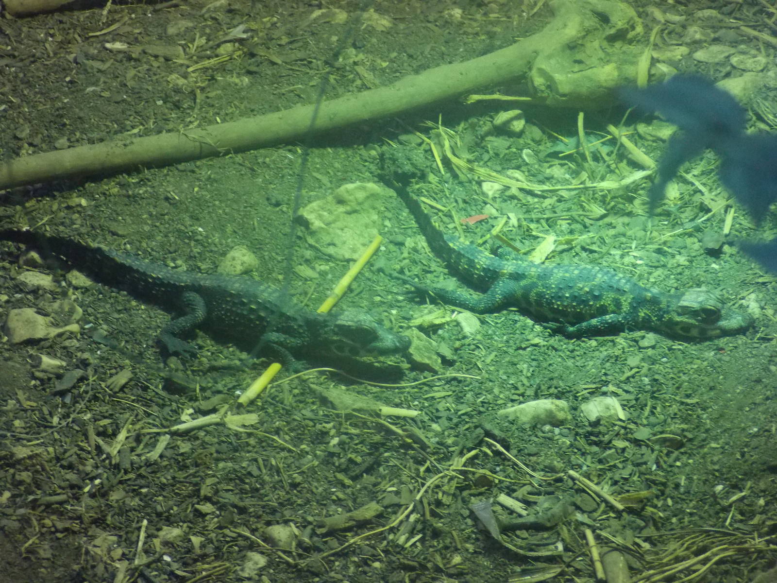 Juvenile Dwarf crocodile