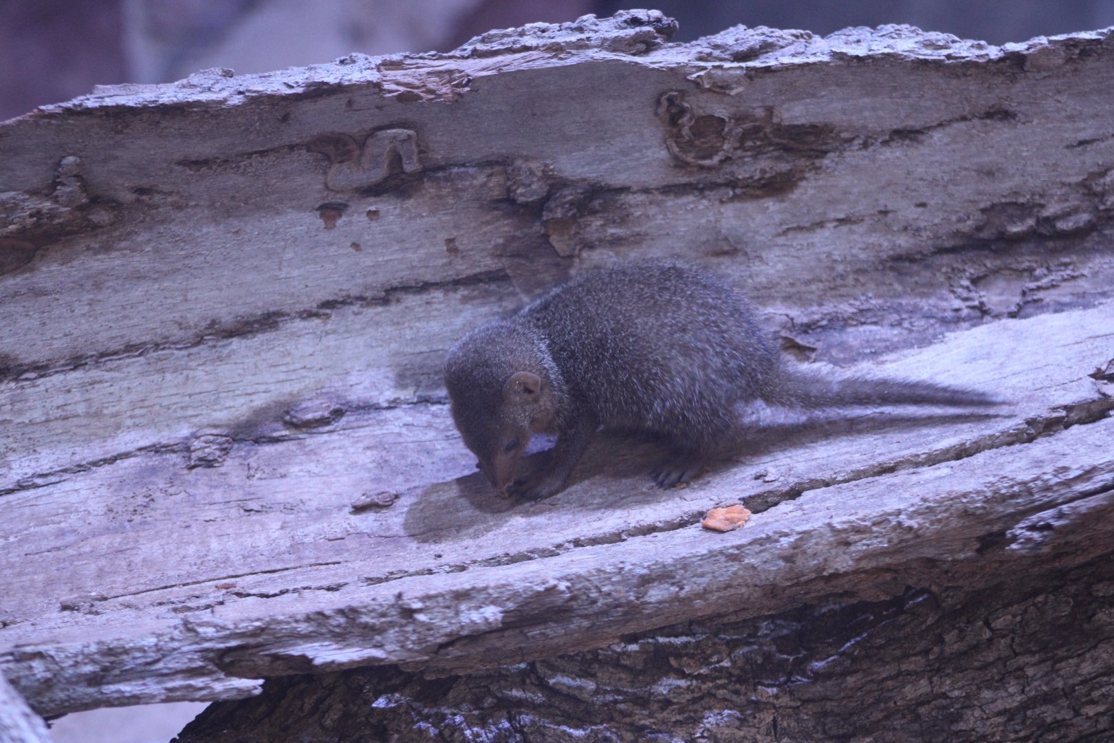 Juvenile Dwarf Mongoose (Helogale parvula)