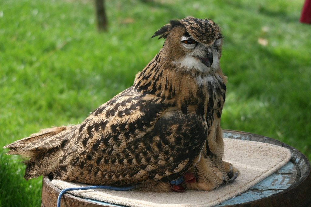 Juvenile eagle owl
