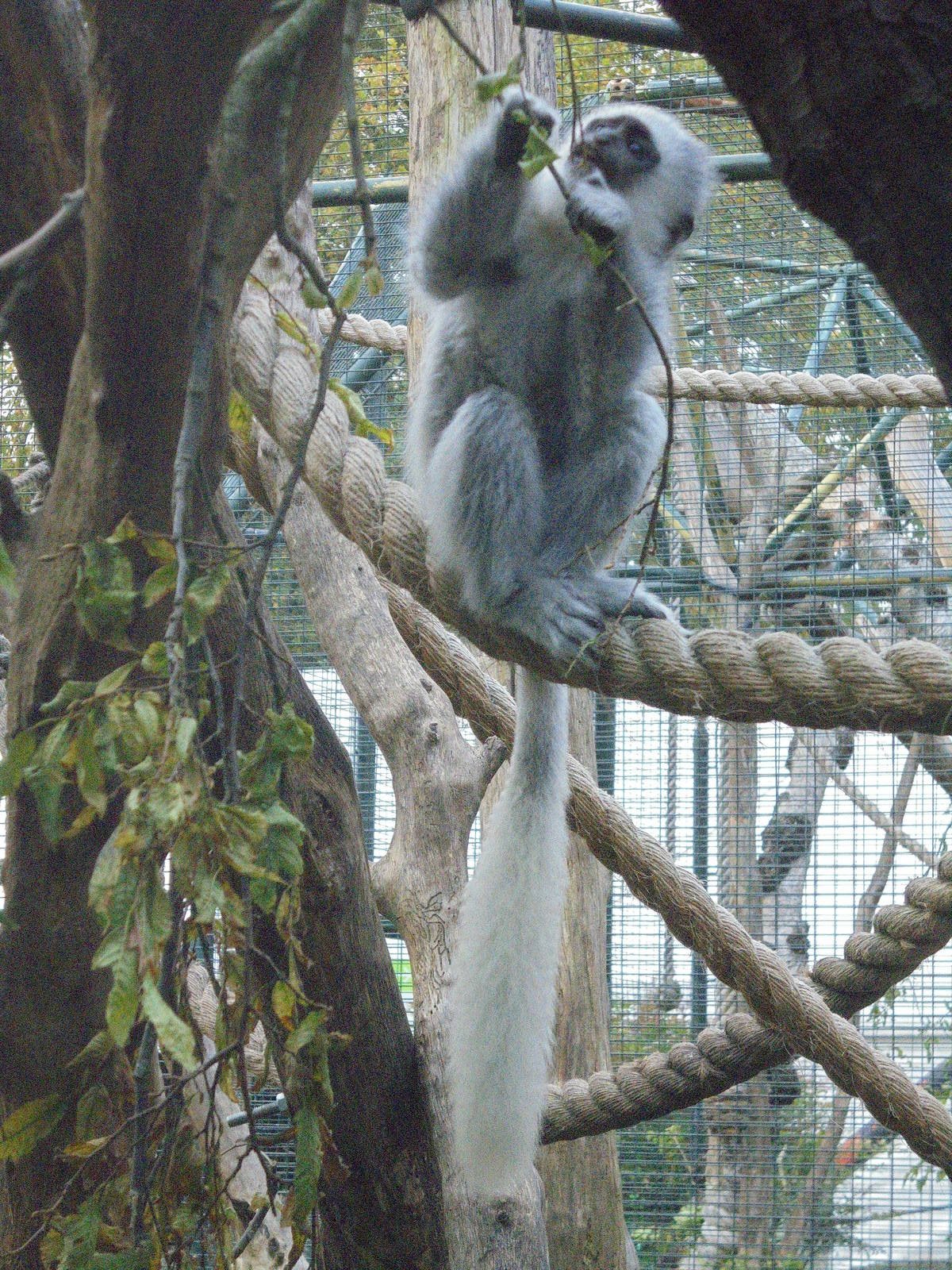 Juvenile Eastern Black and White Colobus.