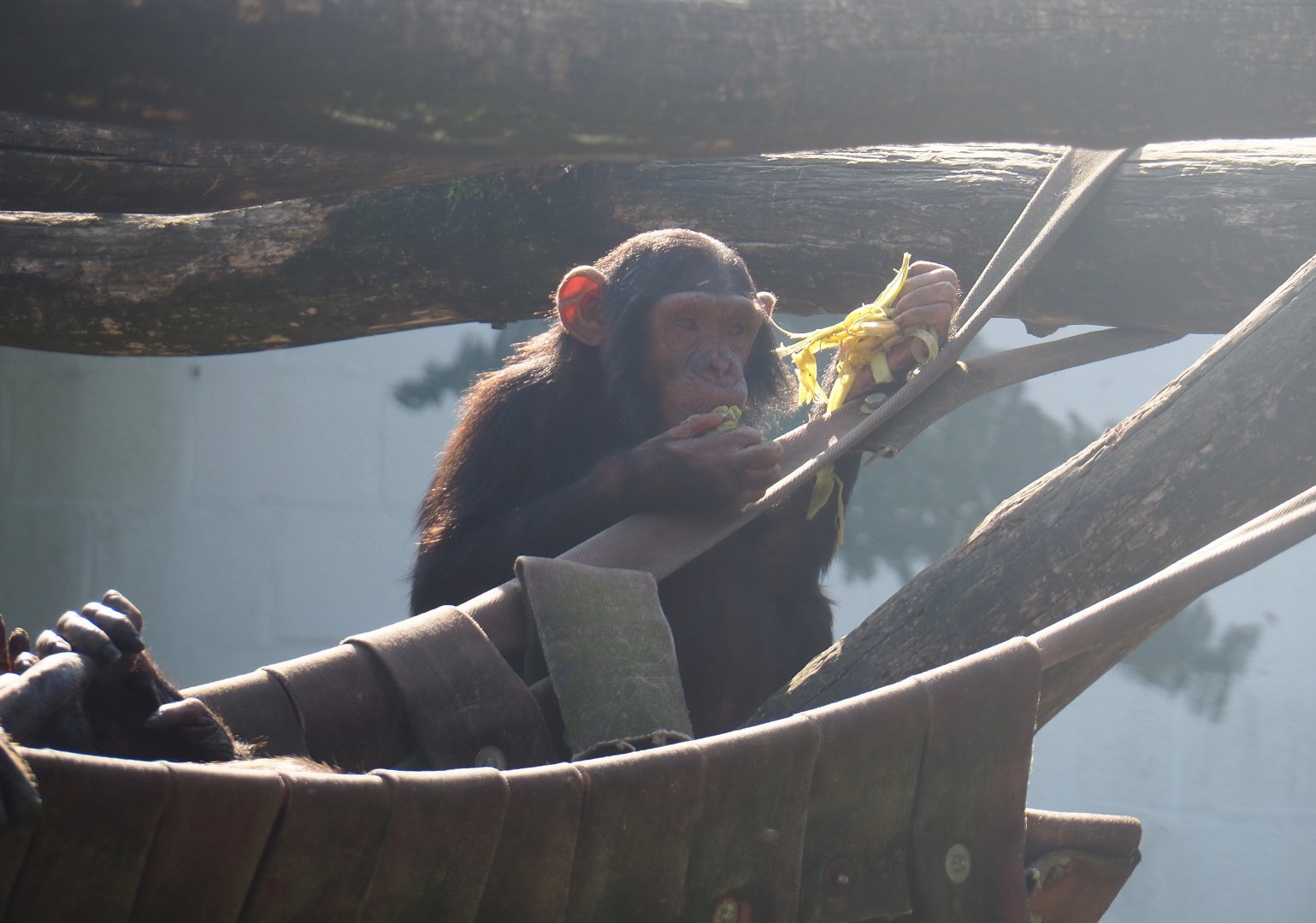 Juvenile Eastern chimpanzee (Pan troglodytes schweinfurthii), 2019-06-01