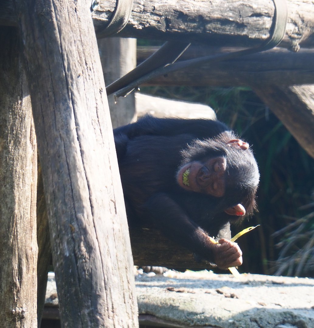Juvenile Eastern chimpanzee (Pan troglodytes schweinfurthii), 2019-06-01