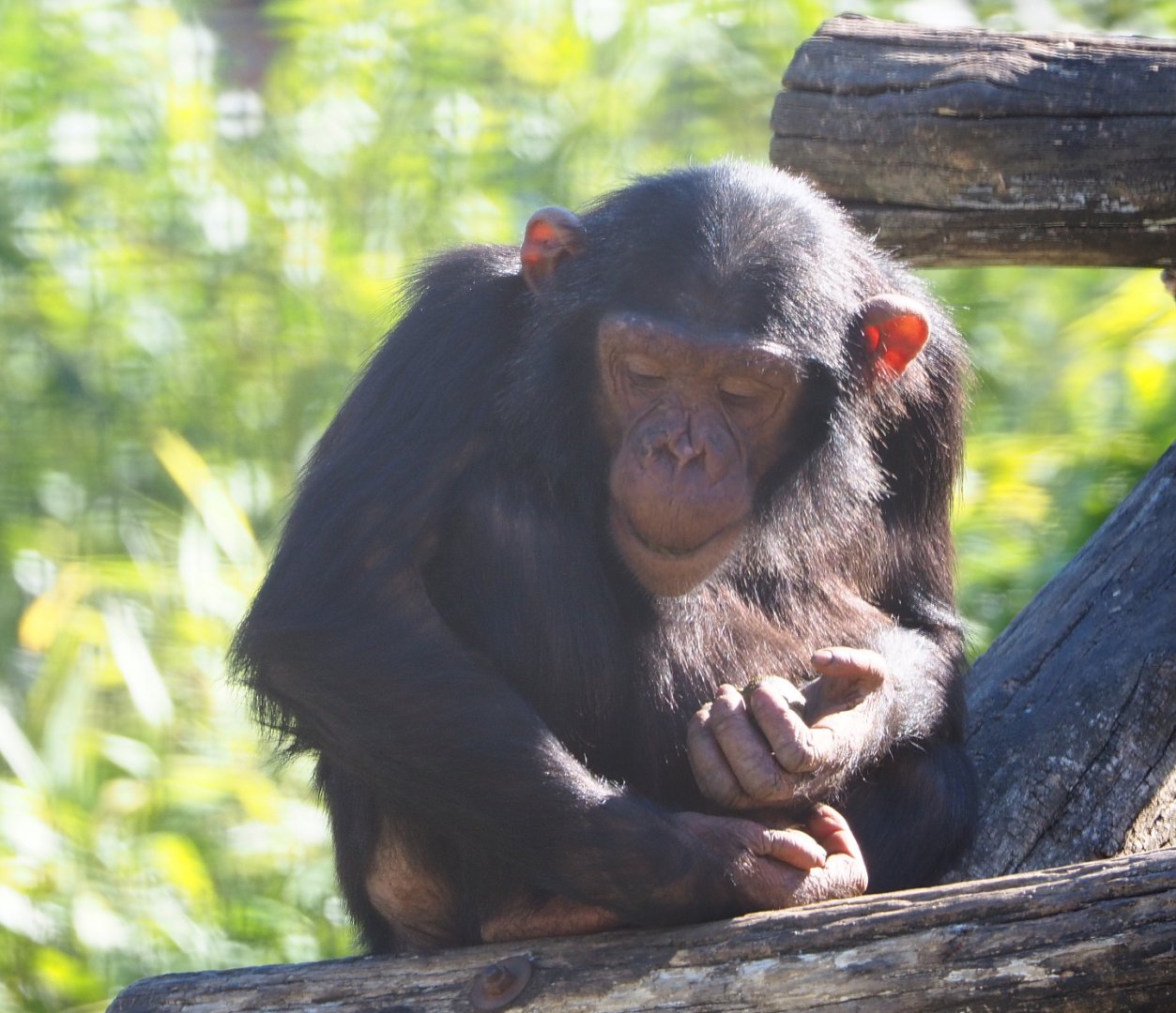 Juvenile Eastern chimpanzee (Pan troglodytes schweinfurthii), 2020-06-20