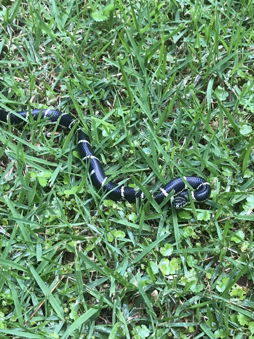 Juvenile Eastern Kingsnake in North Carolina
