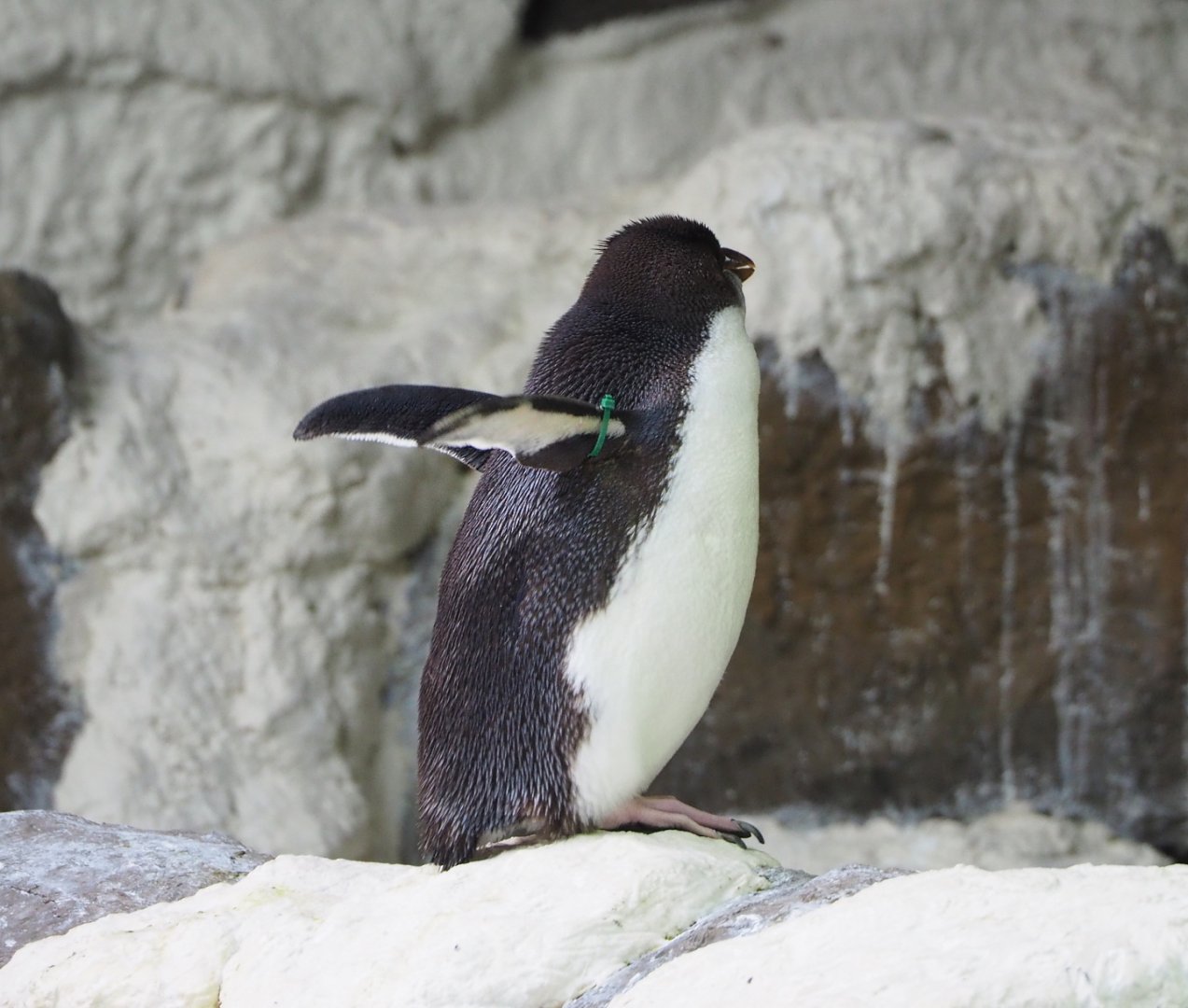 Juvenile Eastern rockhopper penguin (Eudyptes chrysocome filholi), 2022-06-28