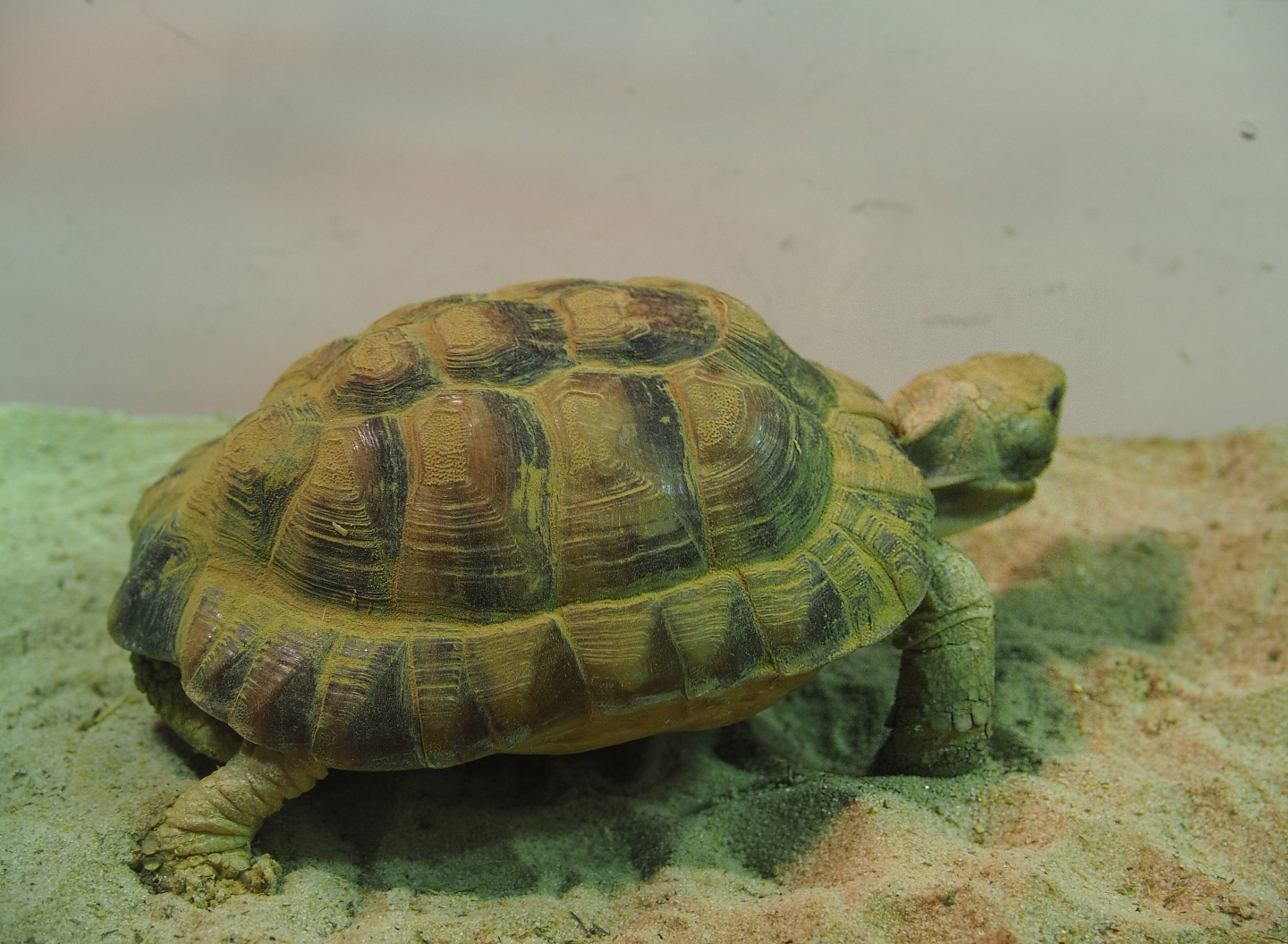 Juvenile Egyptian tortoise (Testudo kleinmanni), 2020-05-24