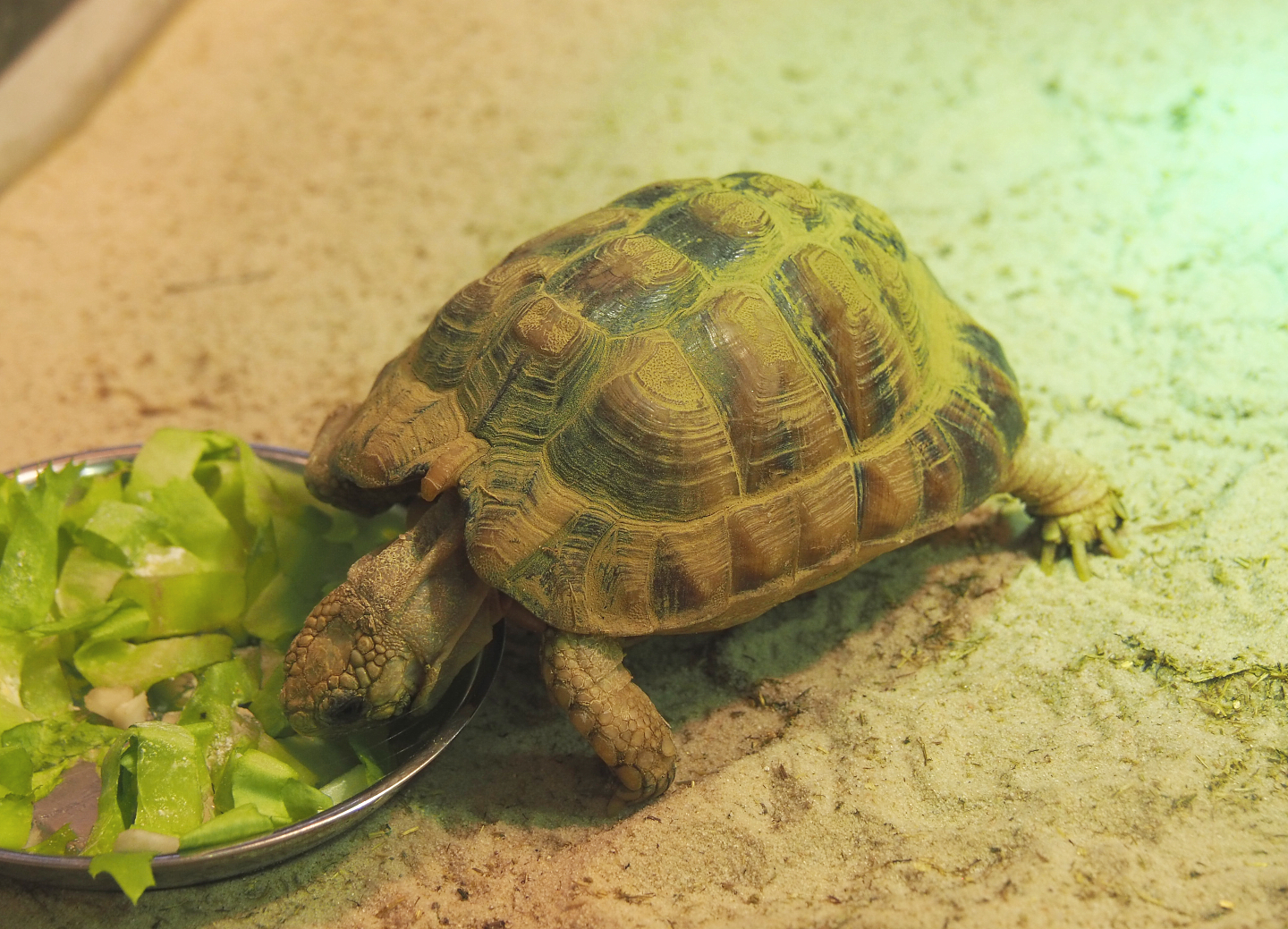 Juvenile Egyptian tortoise (Testudo kleinmanni), 2020-09-20