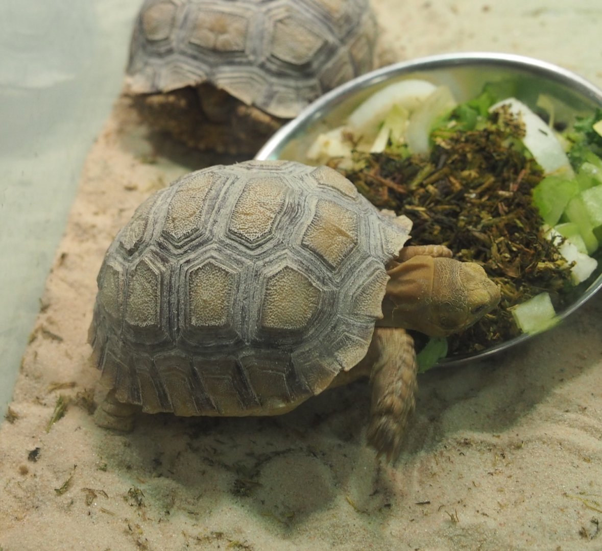 Juvenile Egyptian tortoise (Testudo kleinmanni), 2021-06-12