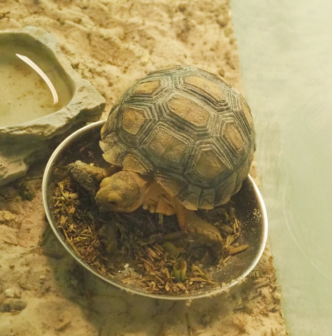Juvenile Egyptian tortoise (Testudo kleinmanni), 2021-07-17
