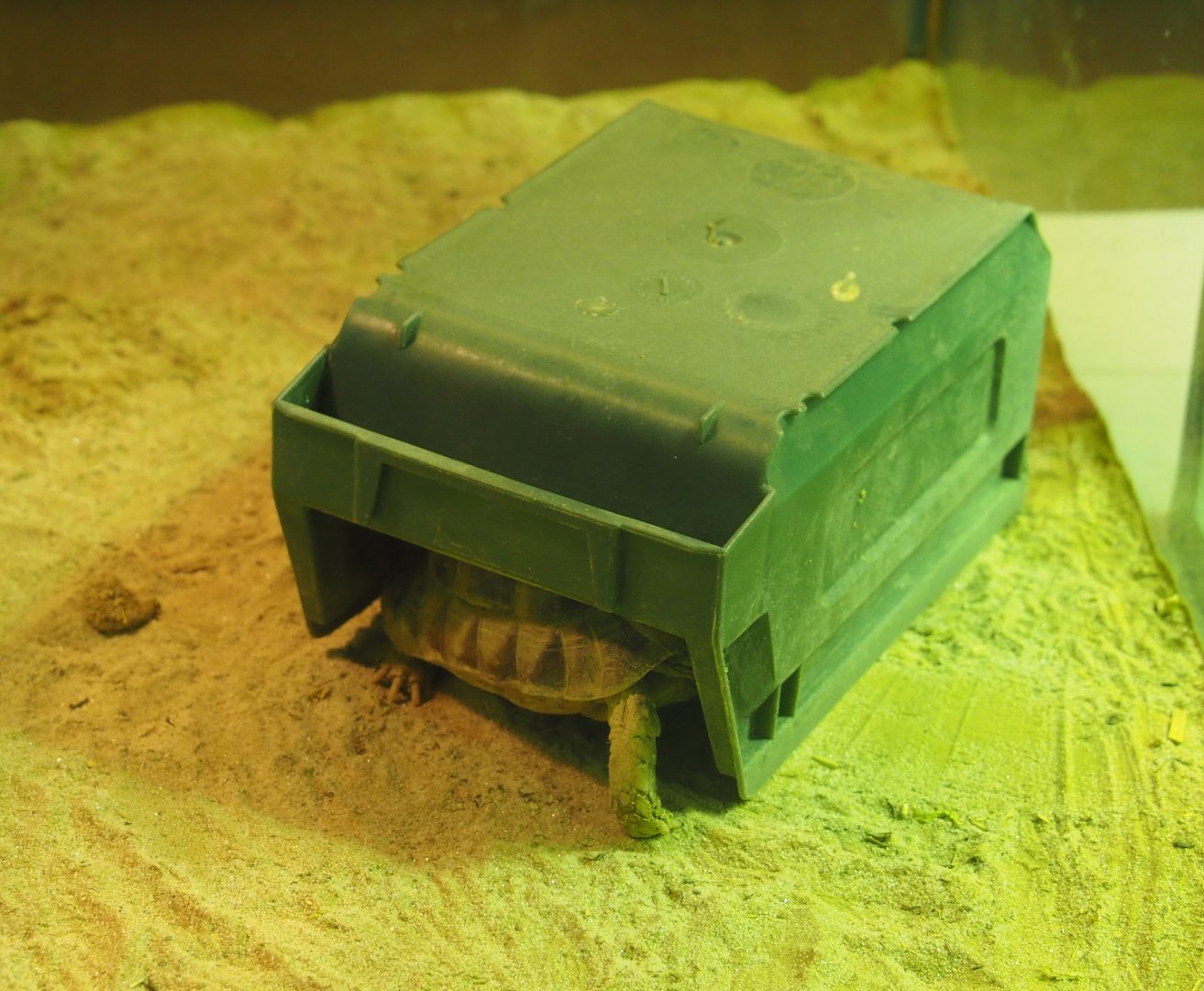 Juvenile Egyptian tortoise (Testudo kleinmanni) in hide, 2019-12-30