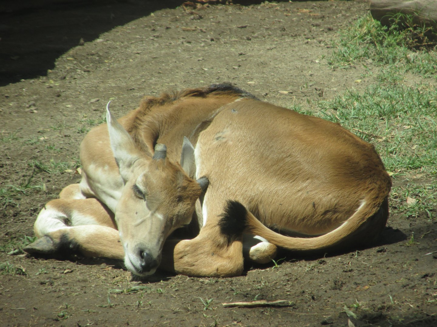 juvenile eland