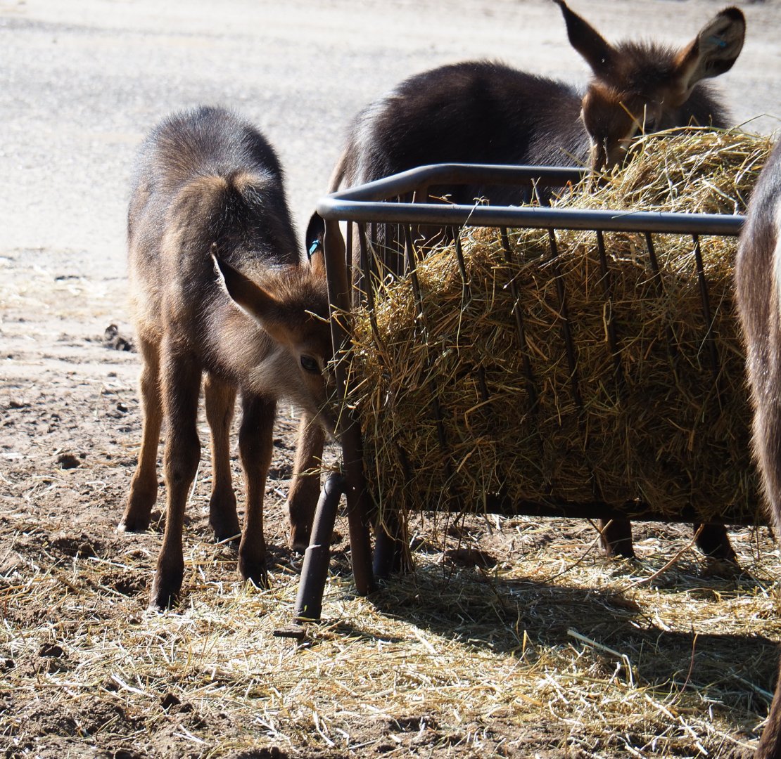 Juvenile Ellipsen waterbucks (Kobus ellipsiprymnus ellipsiprymnus), 2019-09-15