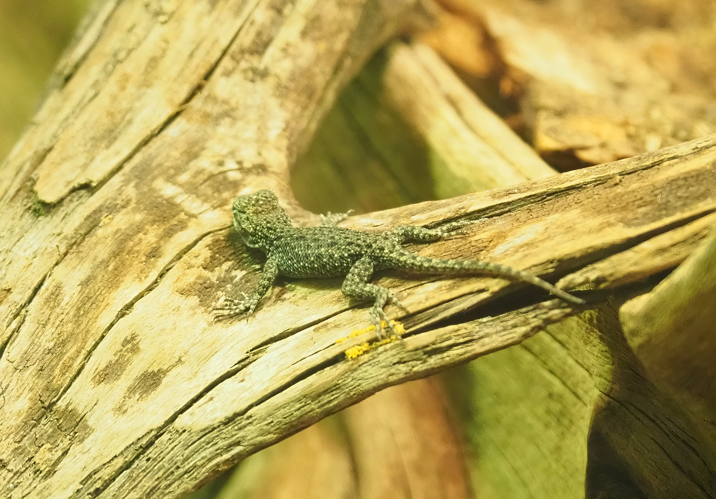 Juvenile Emerald spiny lizard (Sceloporus taeniocnemis), 2023-04-08