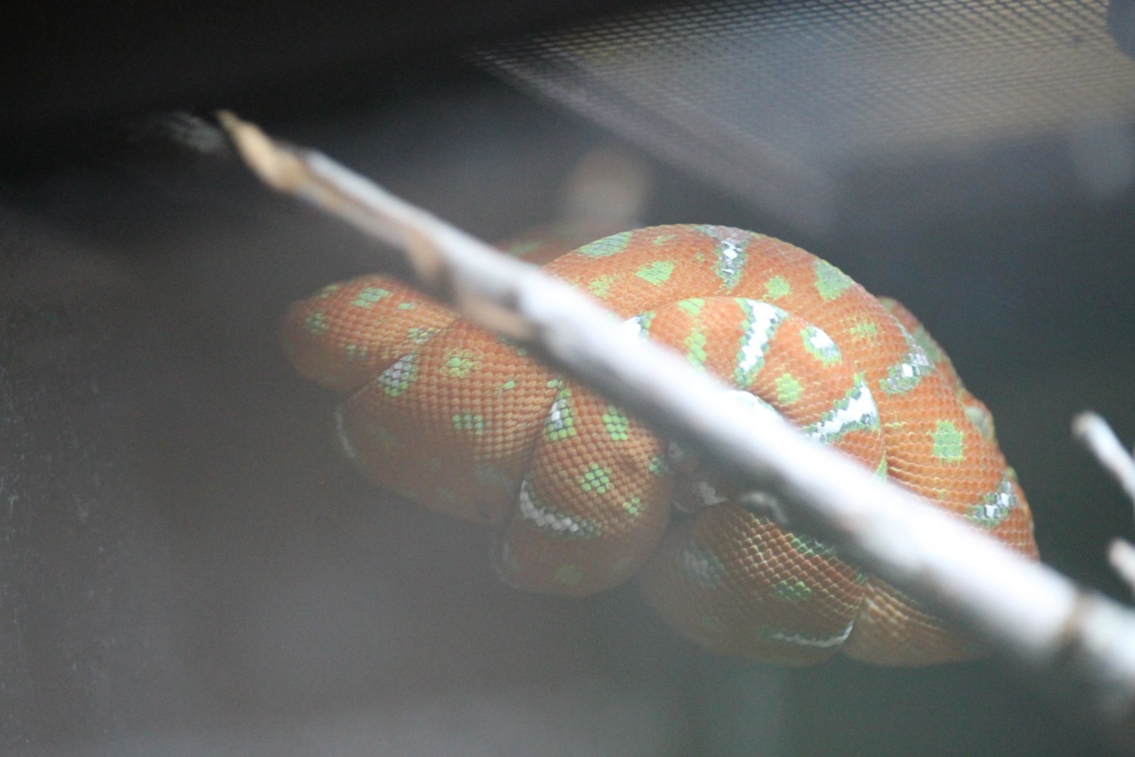 (Juvenile) Emerald tree boa (Corallus caninus)